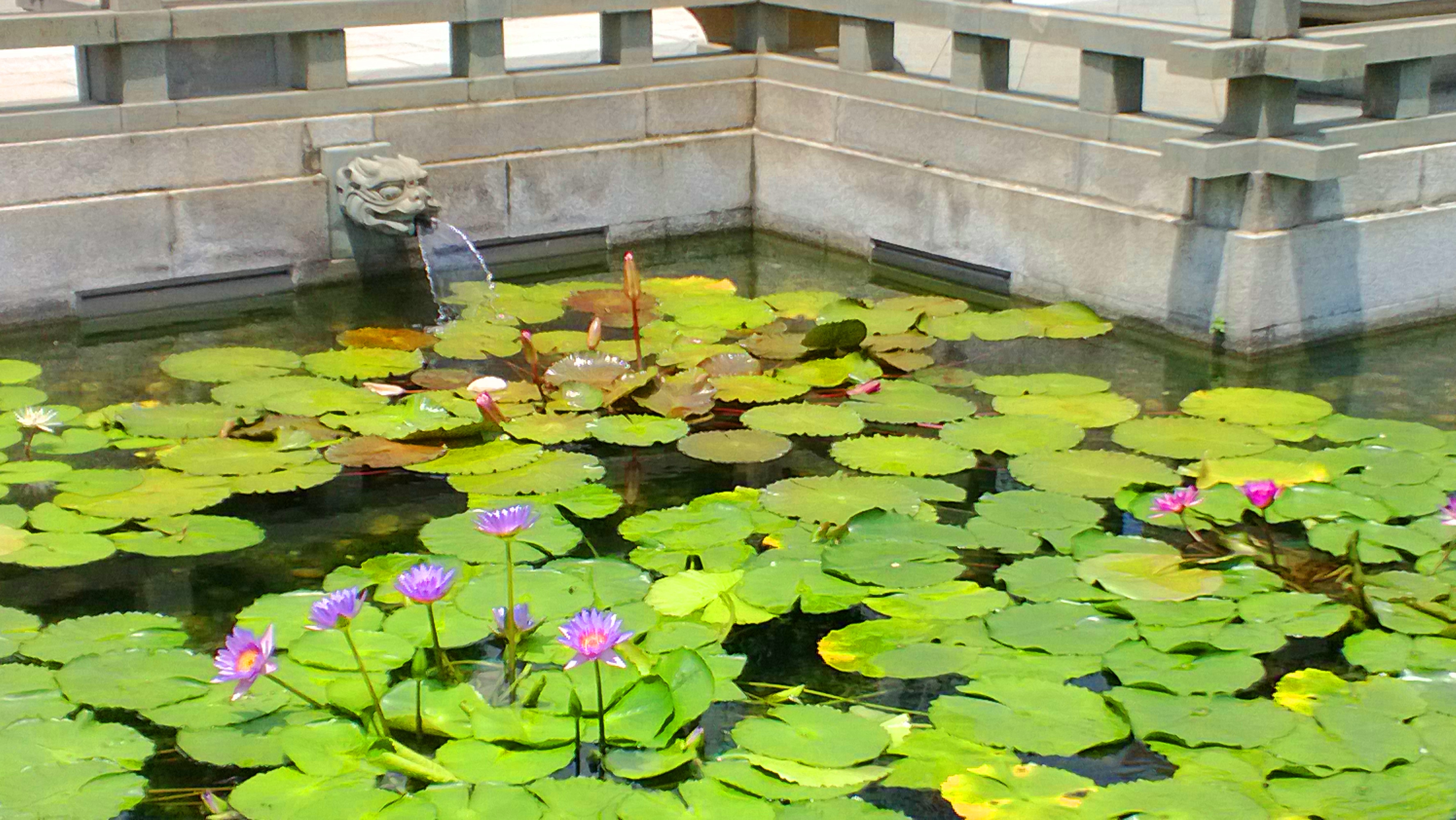 Chi-Lin-Nunnery-lotus-flower