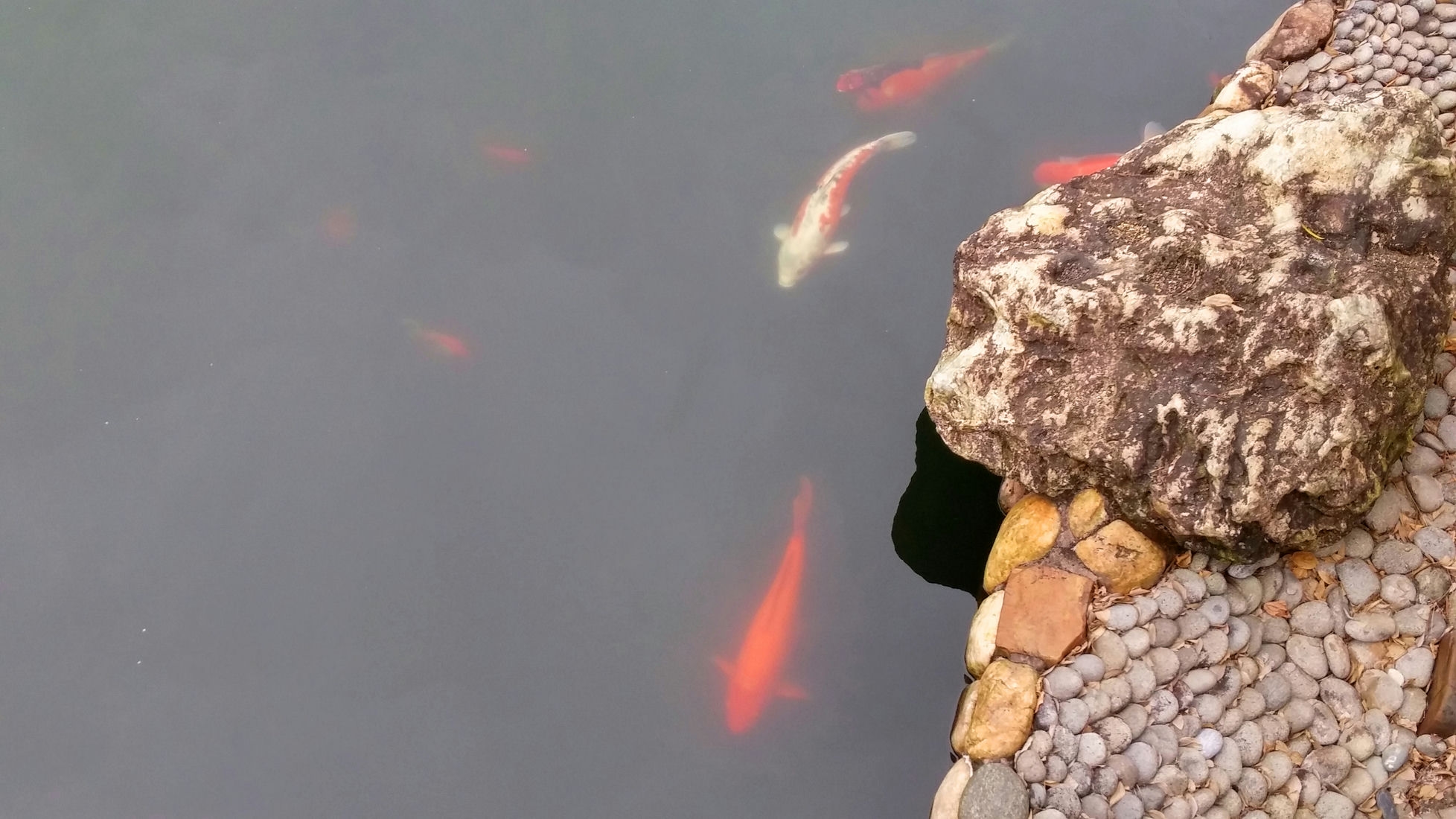 Nan-Lian-Garden-Koi-Pond