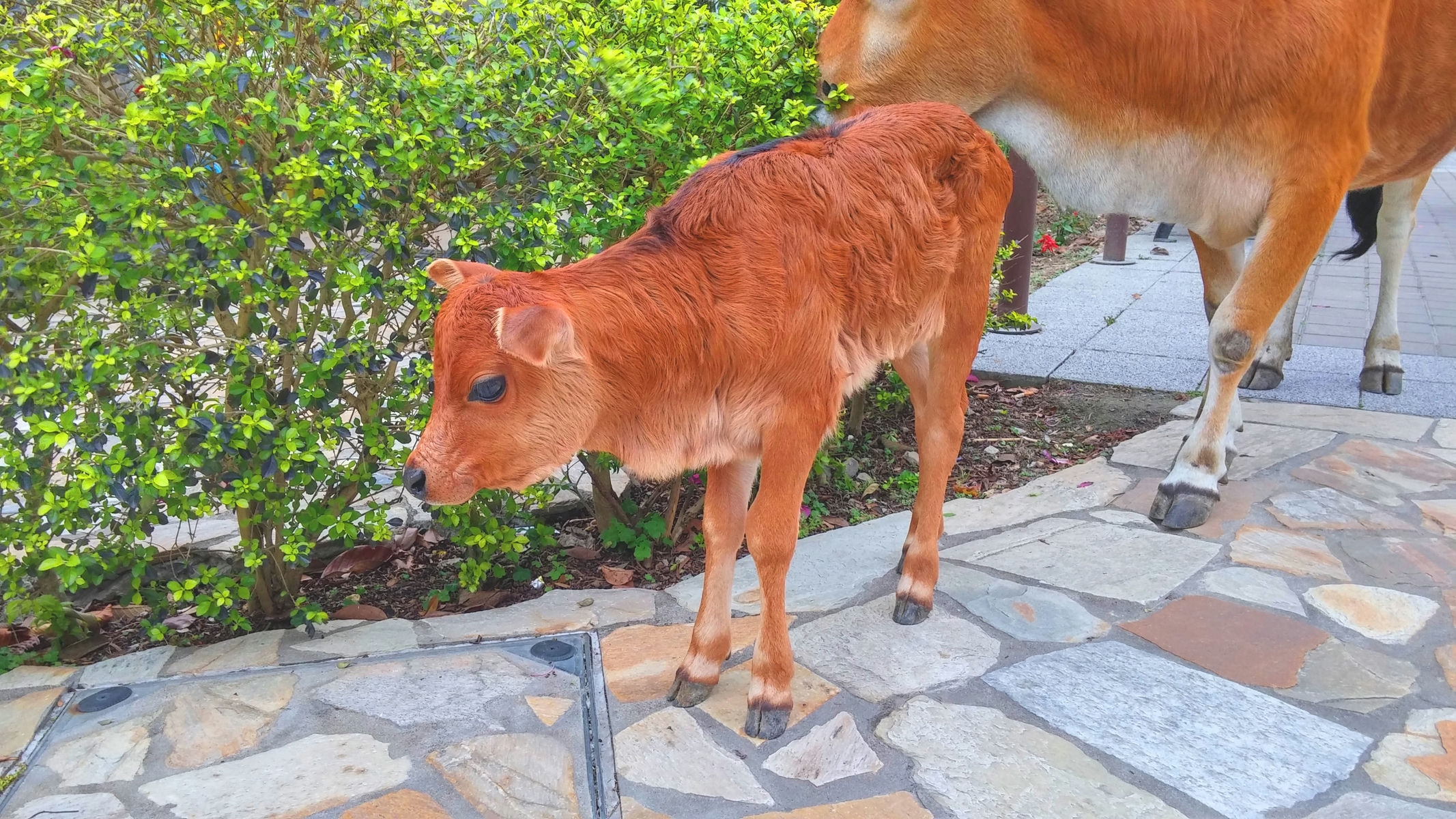 Calf and mother