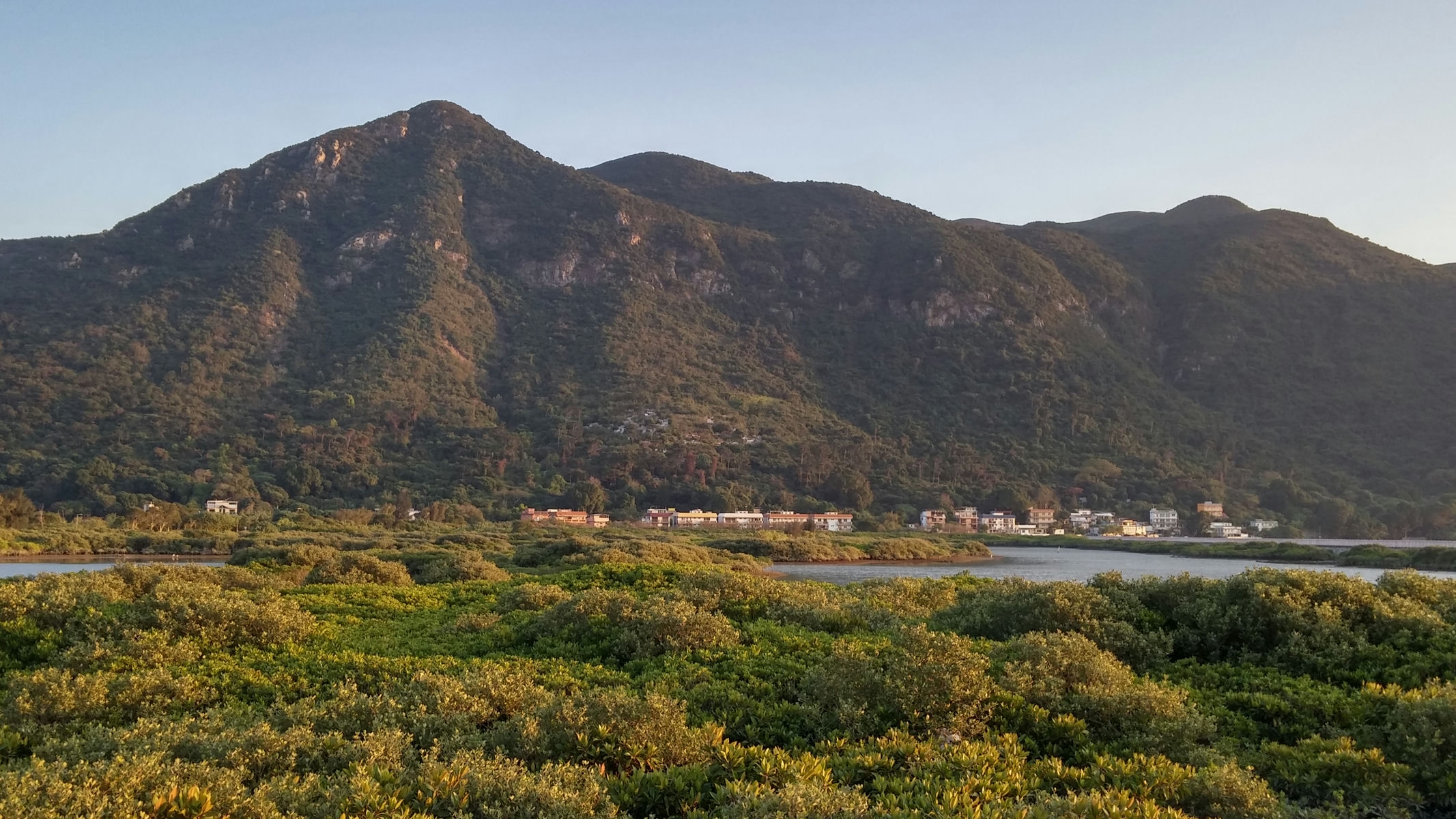 Tai O mangroves