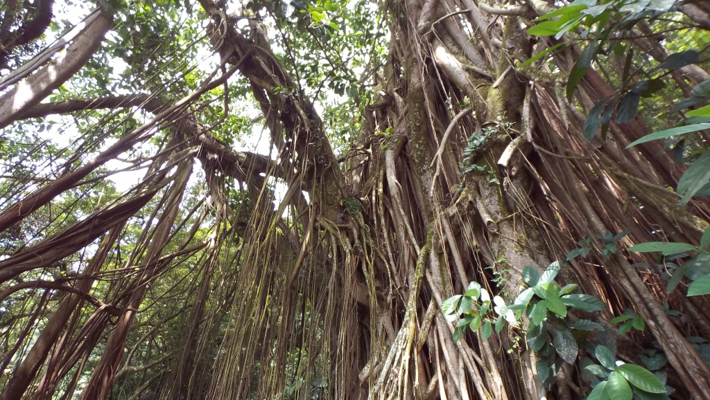 Big Indian Rubber Tree at Lugard Road offers walkers a shade