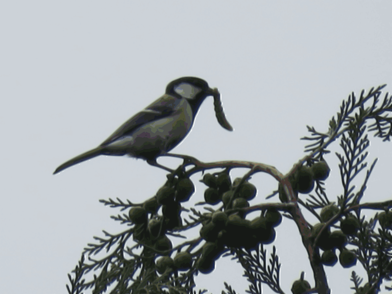 bird catches the worm on the tree top