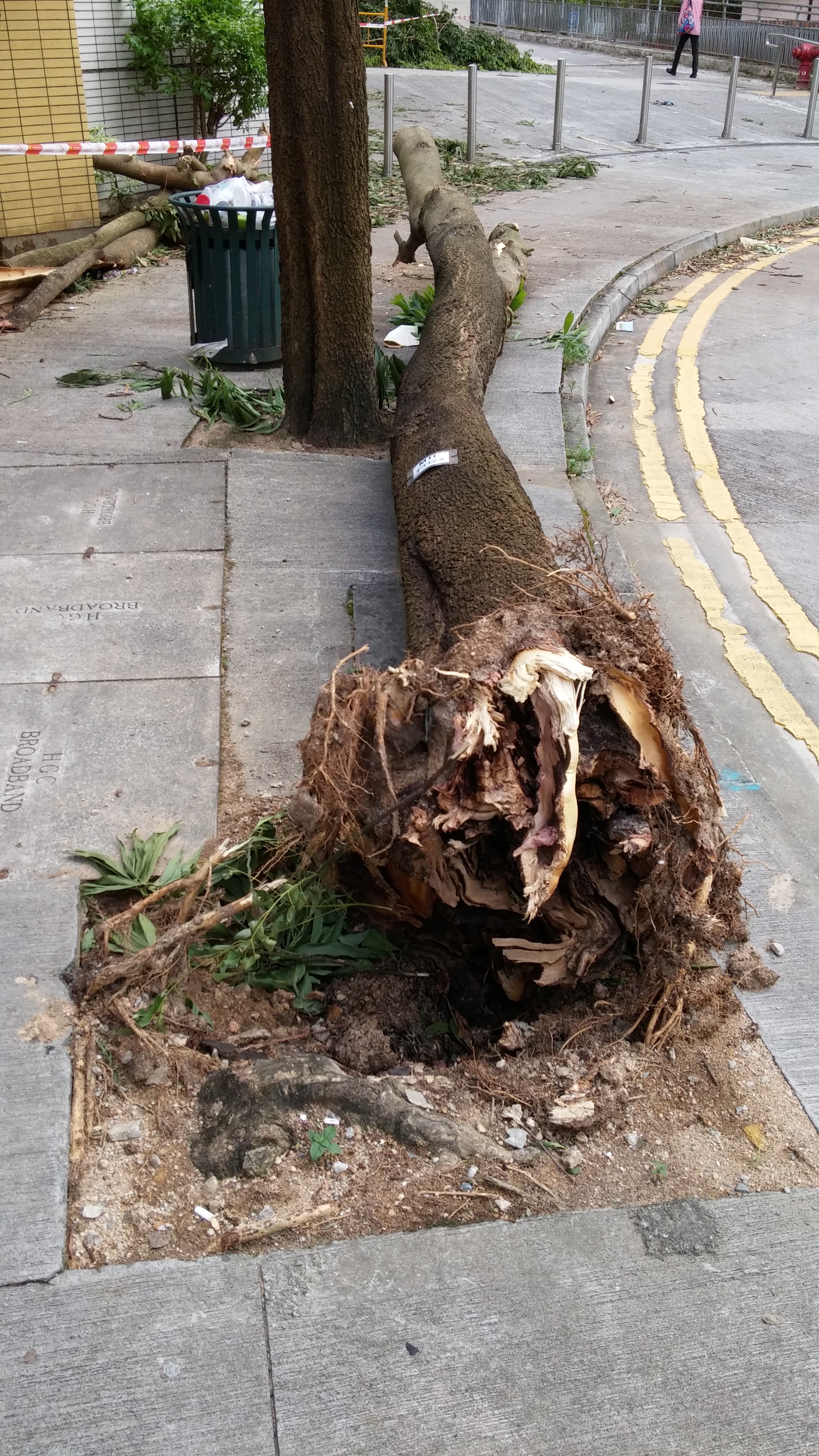 Tree is uprooted by the wind of Severe Typhoon Hato