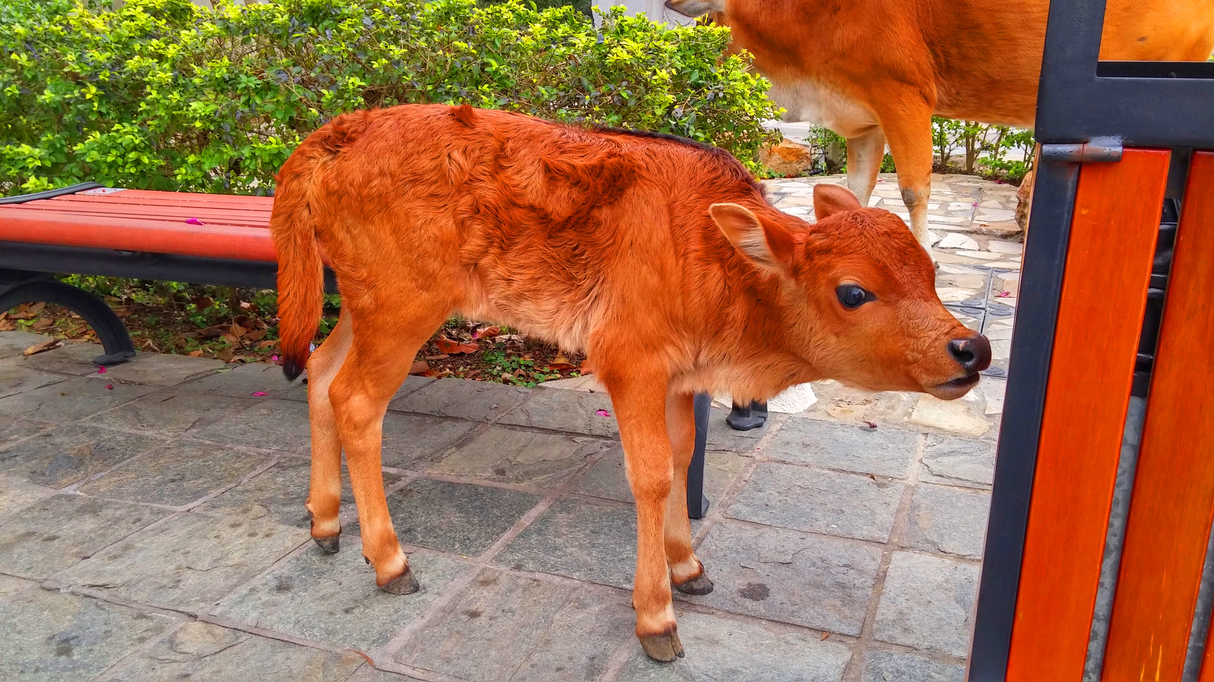 Calf at Ngong Ping Lantau Island