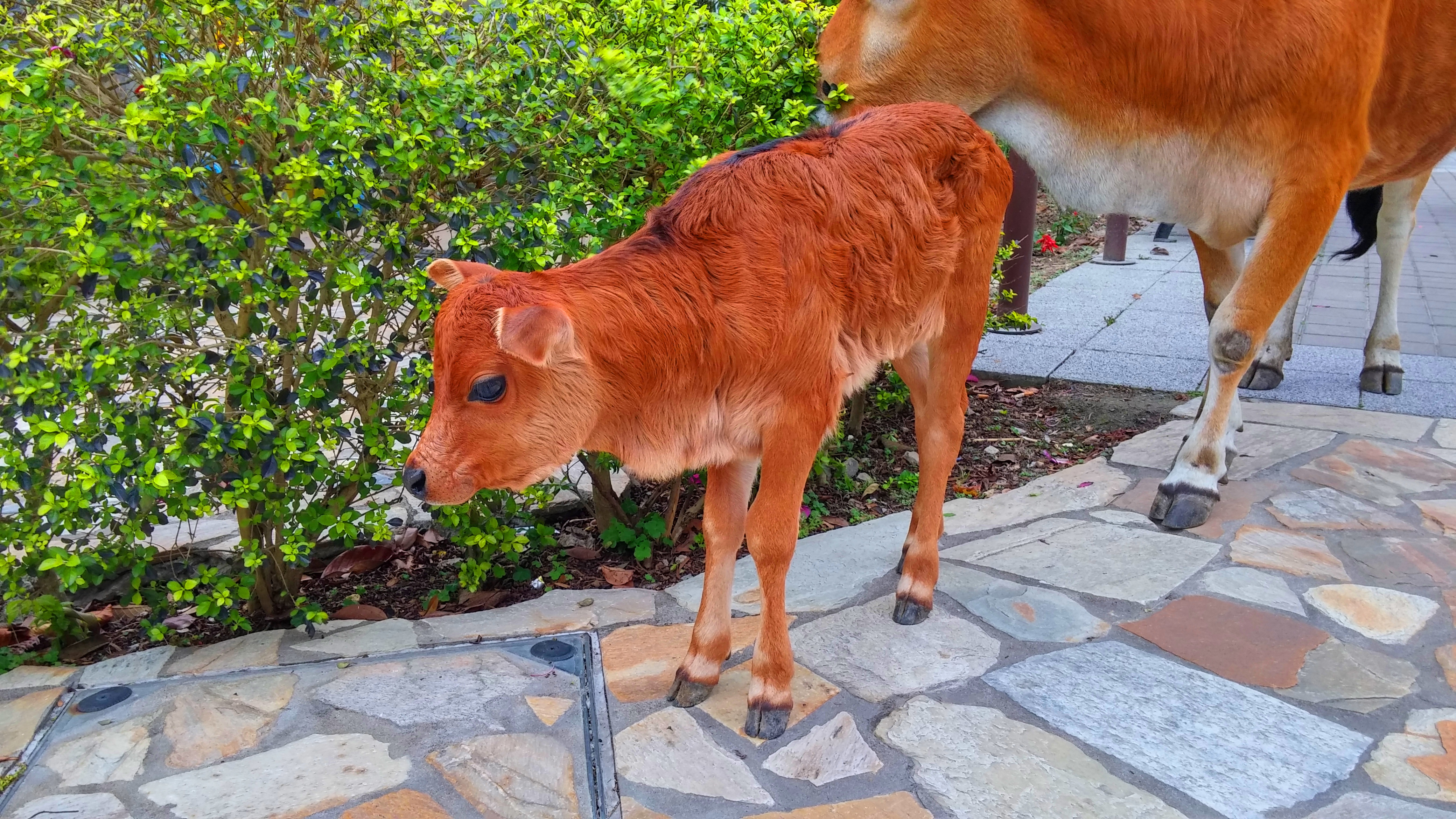 Frank shows life of cows at Ngong Ping during pandemic by his video 