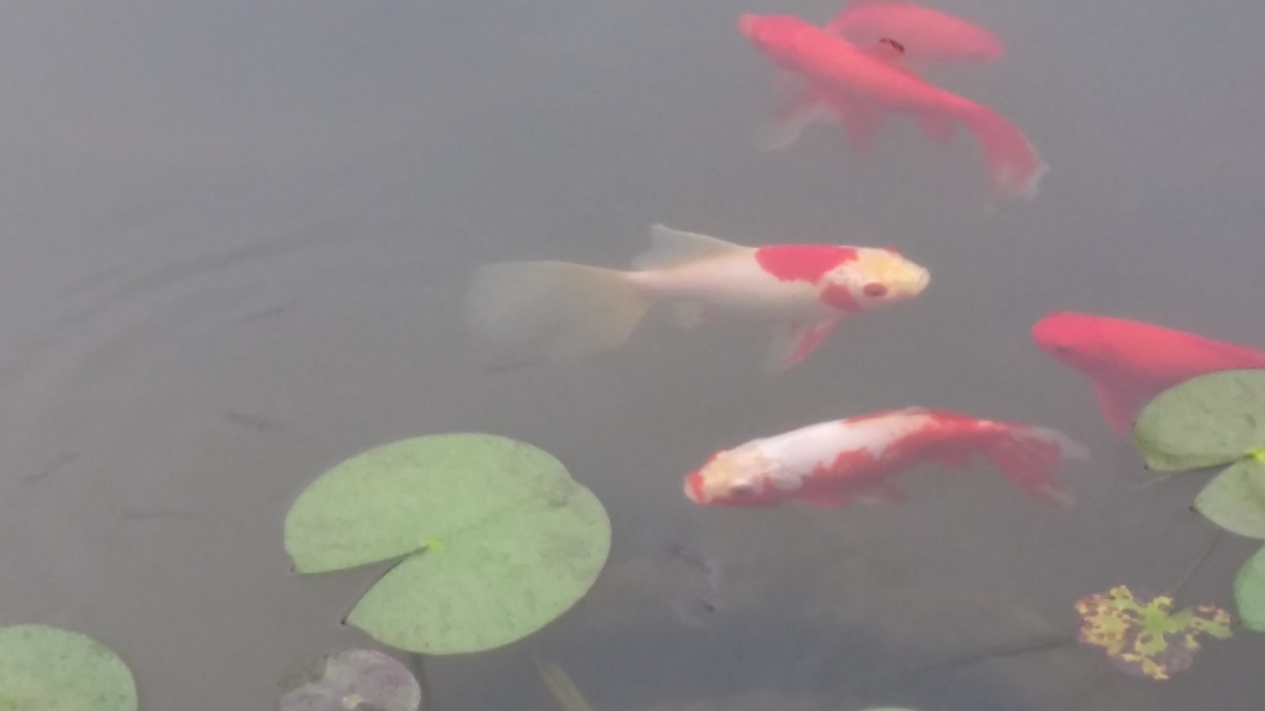 Koi fish of Po Lin Monastery