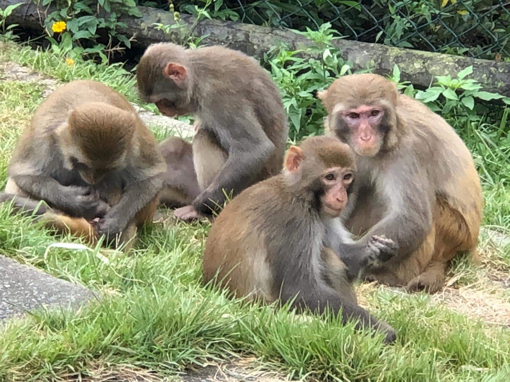 Four monkeys on the grass