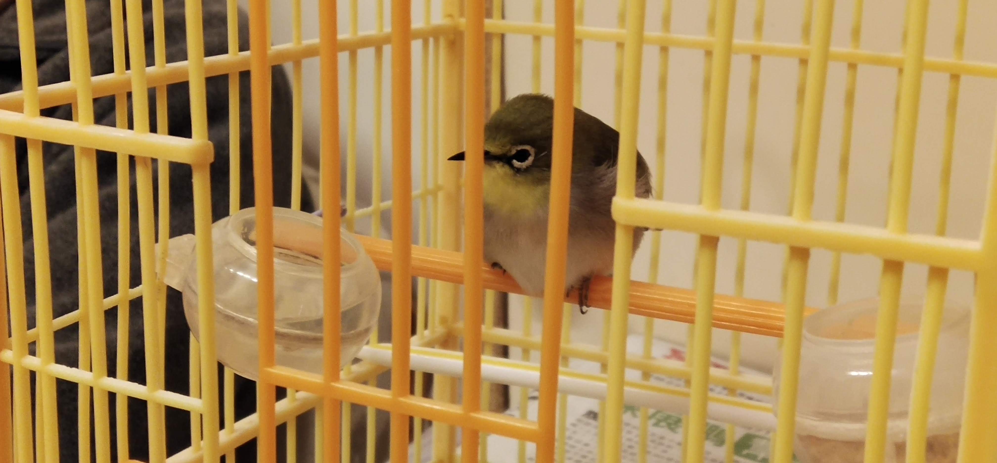 sleepy bird in cage
