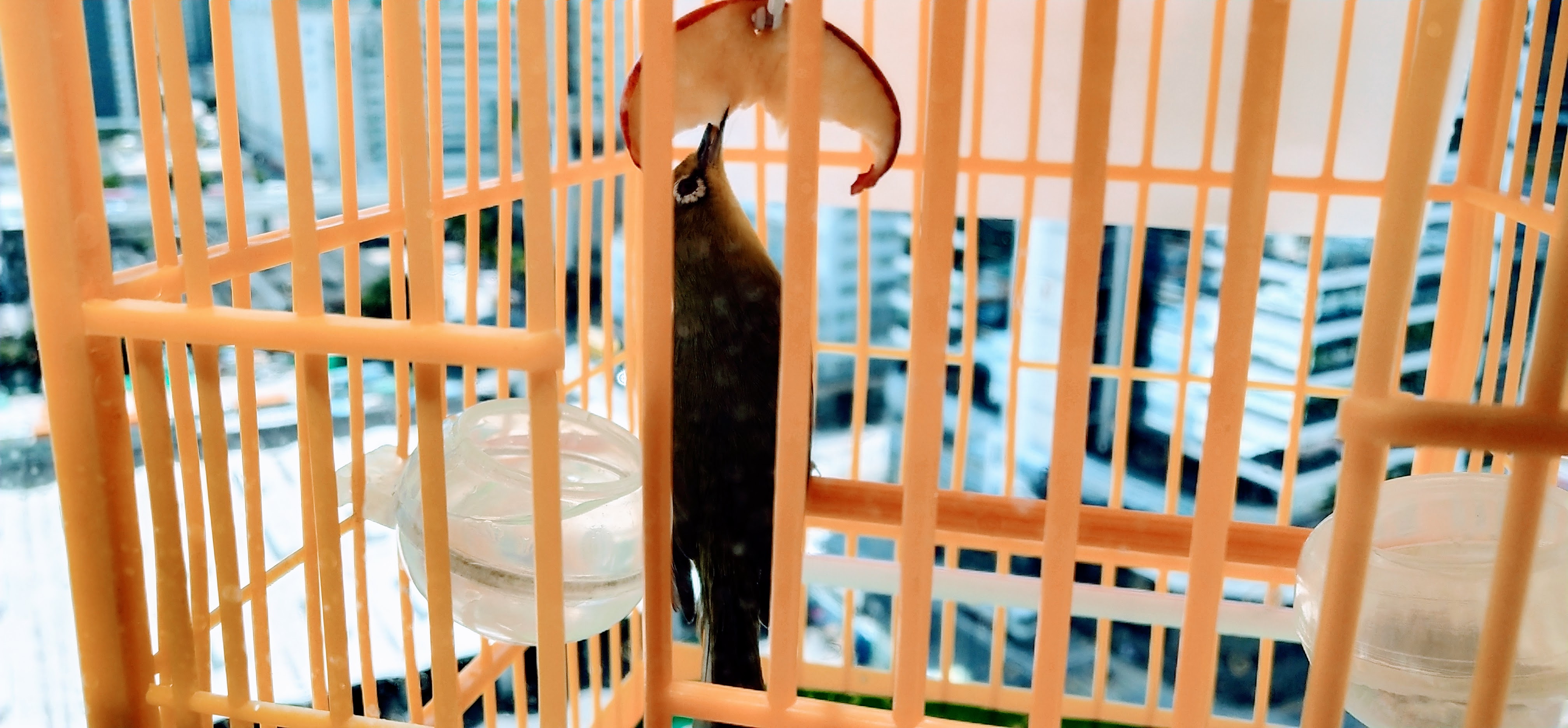 bird in cage, eating apple