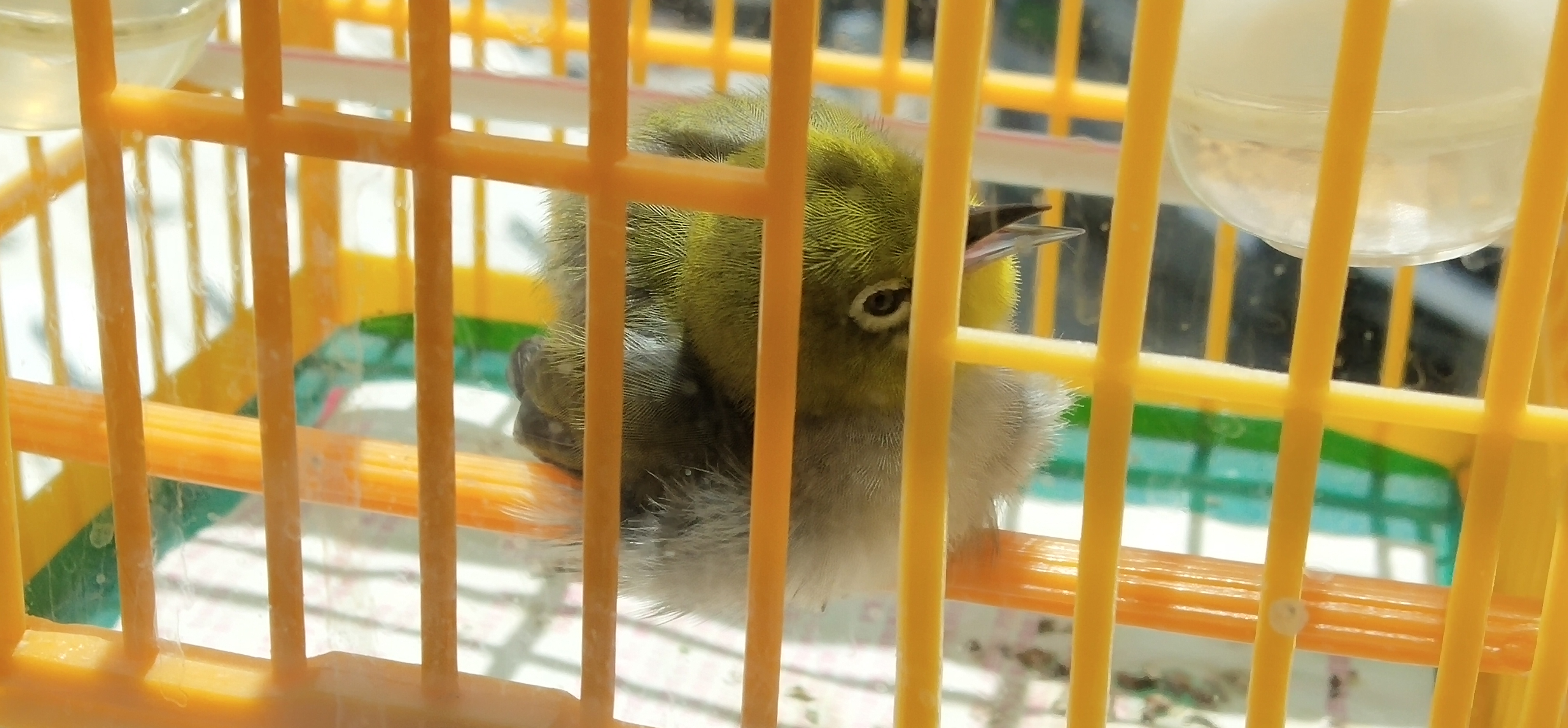 bird in cage enjoys sunbathing