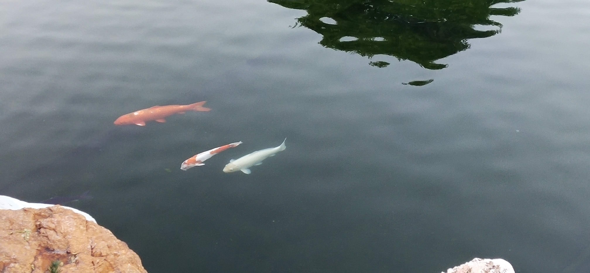 three koi fish swimming