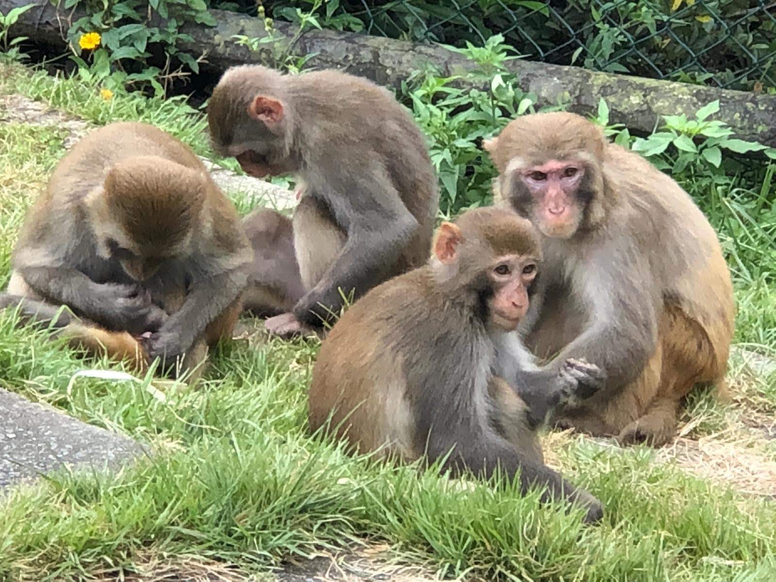 four monkeys, grass