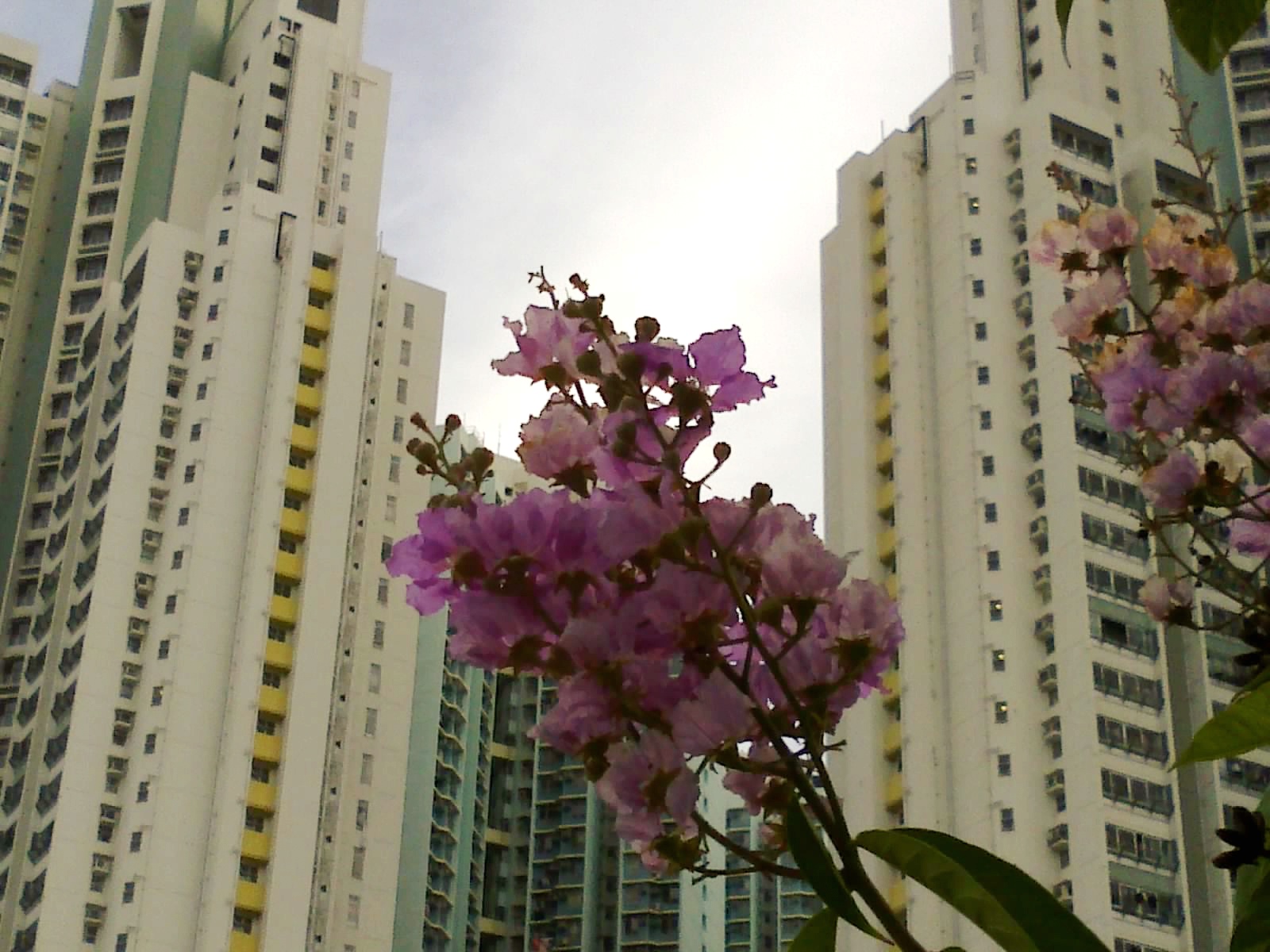 high rise building, pink flower