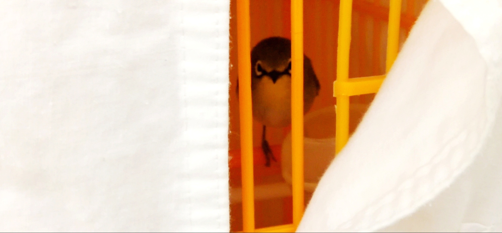 bird in cage covered by white cloth