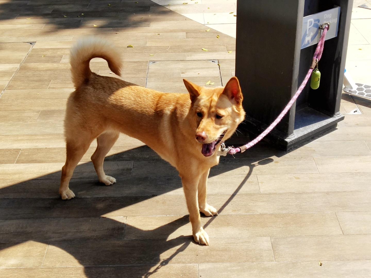Dog is waiting his owner outside Starbucks.