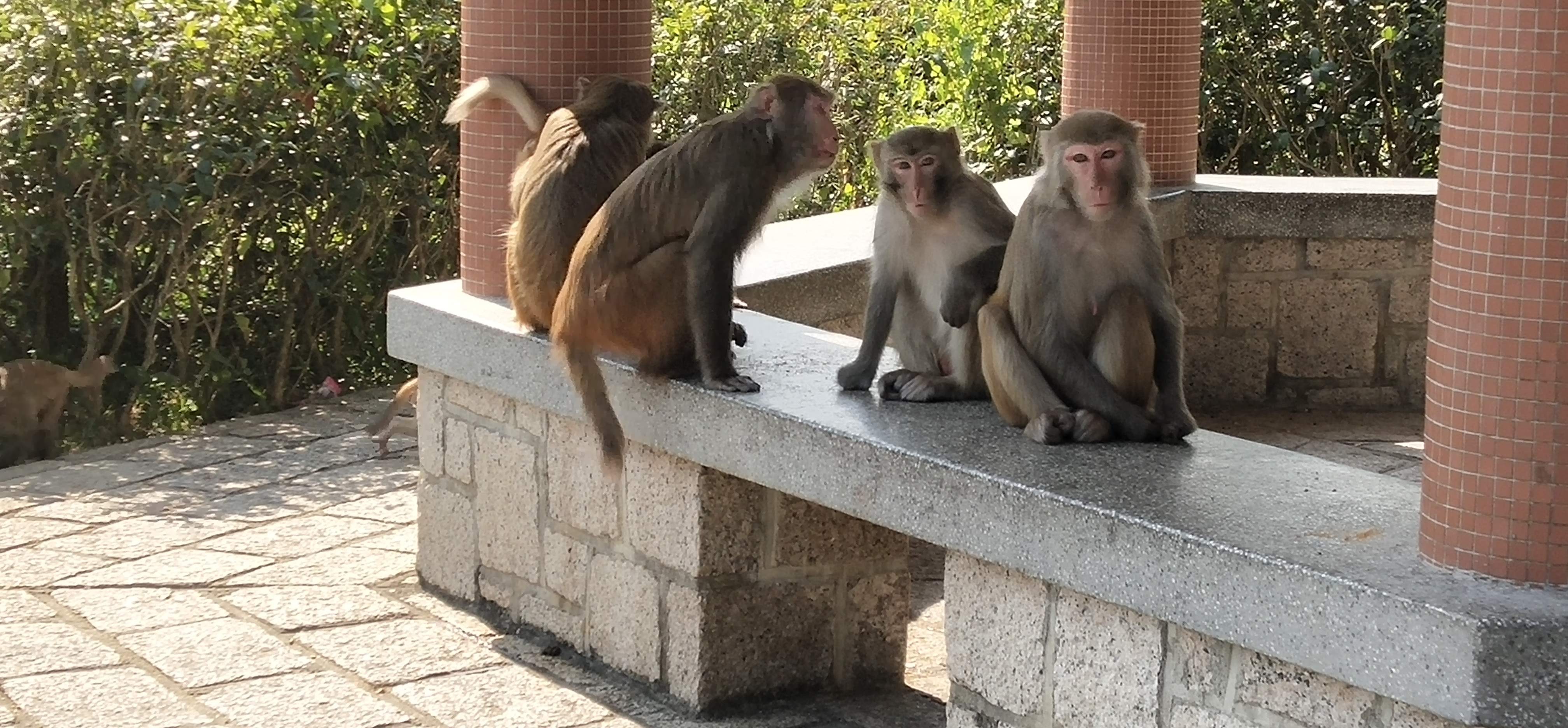 Four monkeys sitting in a pavilion