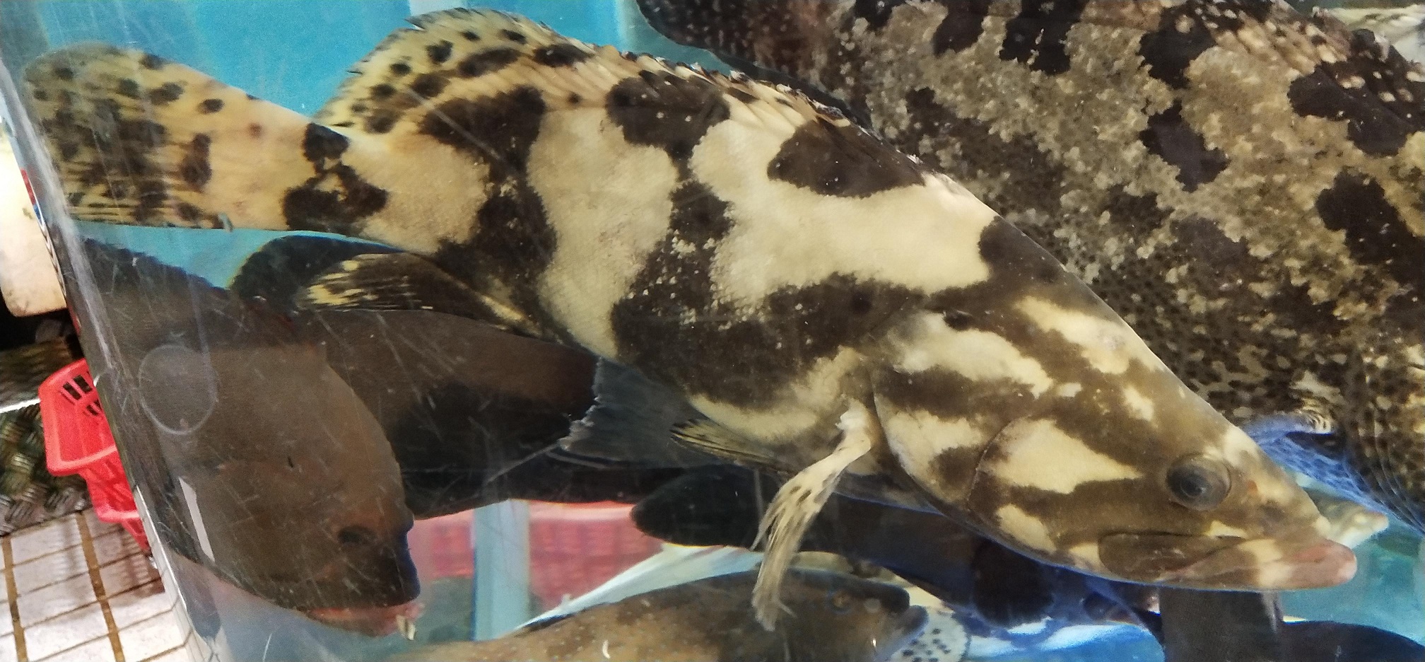 Grouper in aquarium