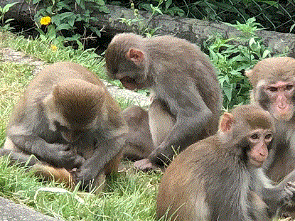 Kam Shan Country Park monkeys