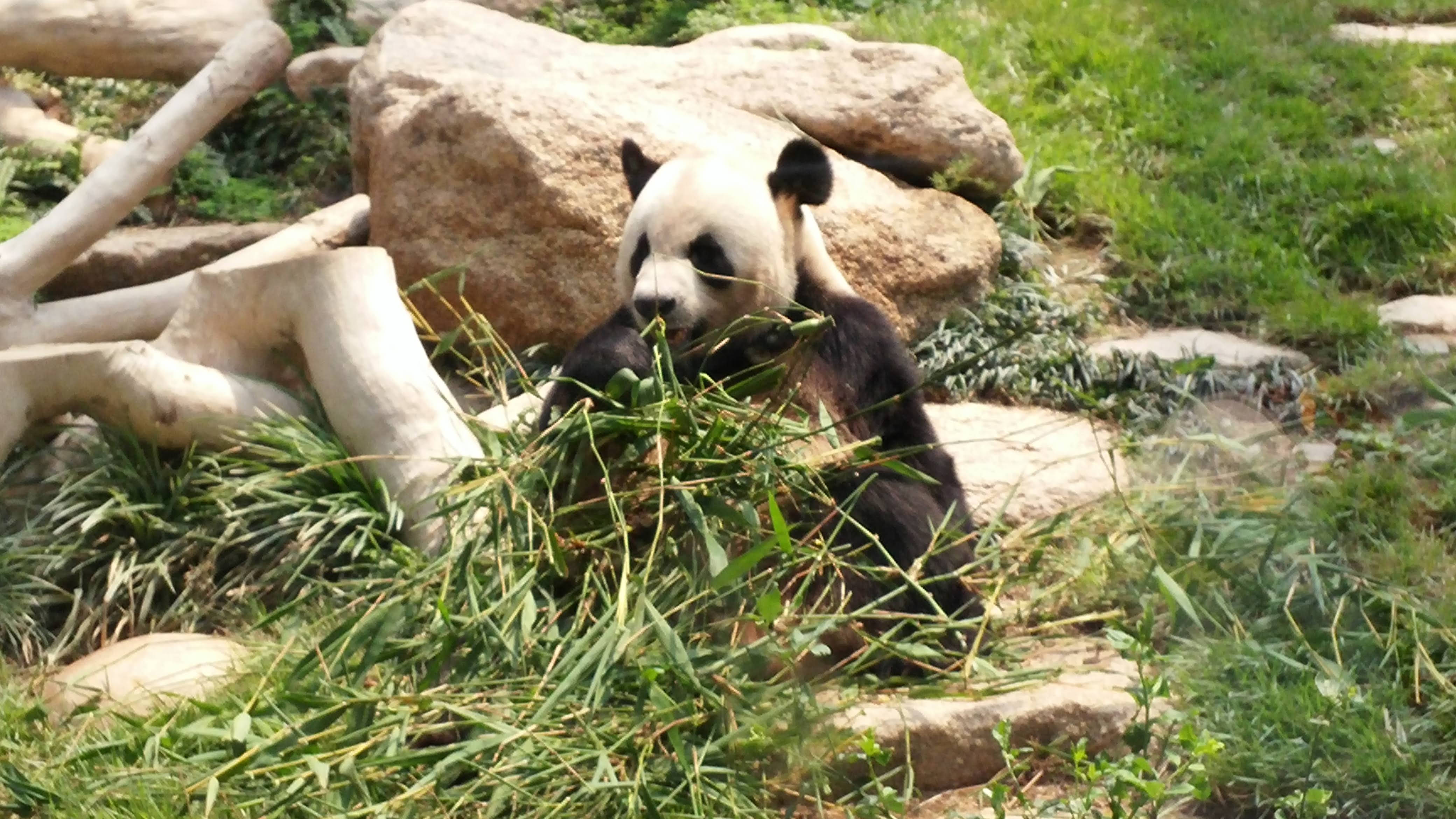 Macau Panda eating bamboo in the morning