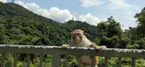 Monkey climbing fence