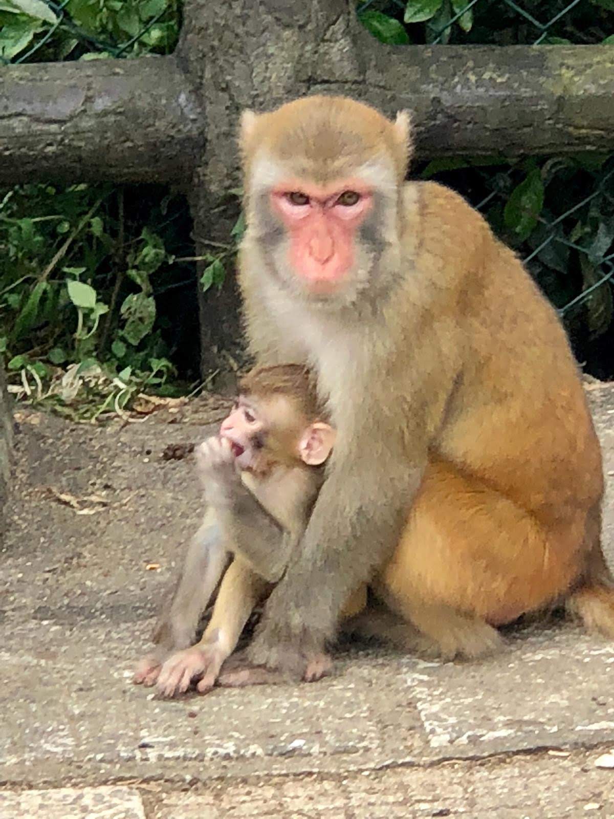 Monkey mother and baby