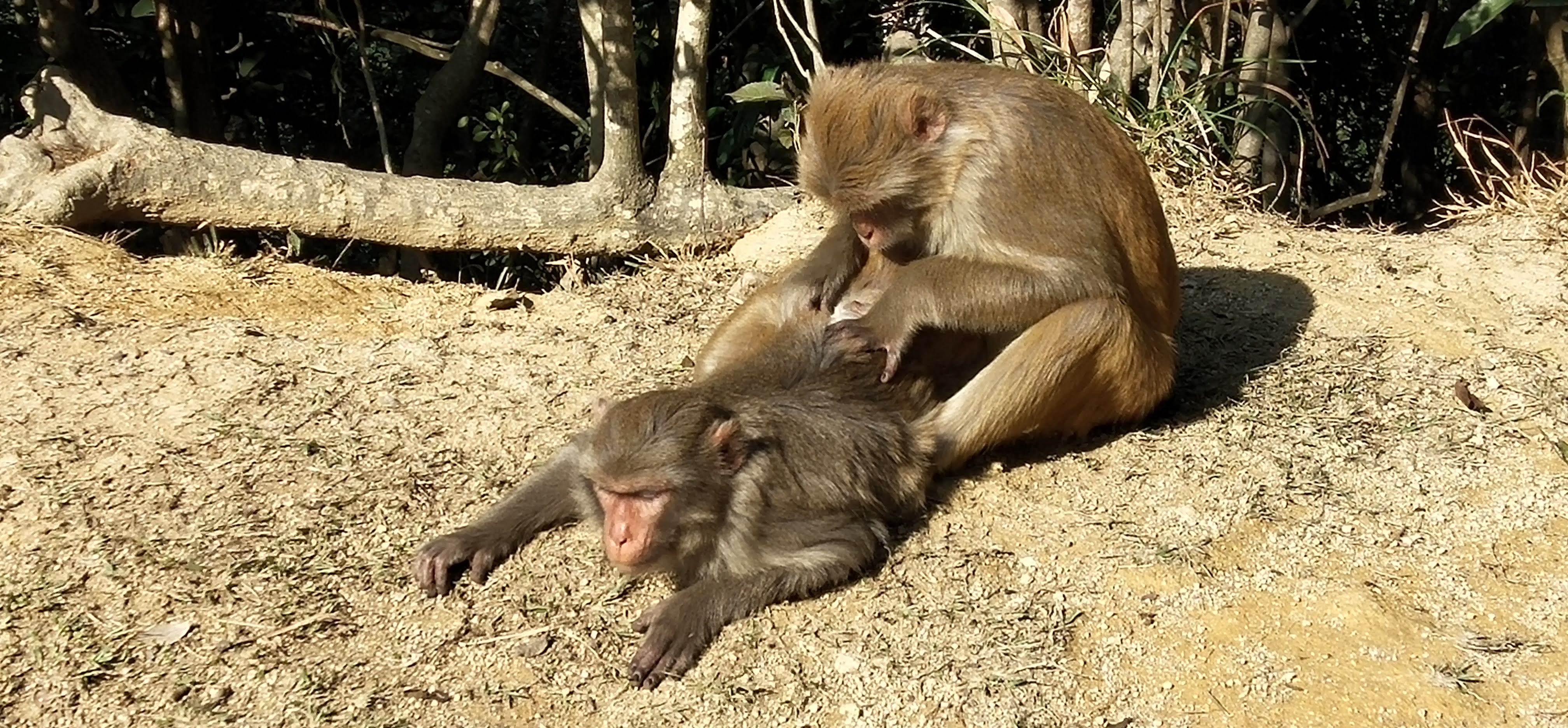 two monkeys, one cleaning hair, one enjoying