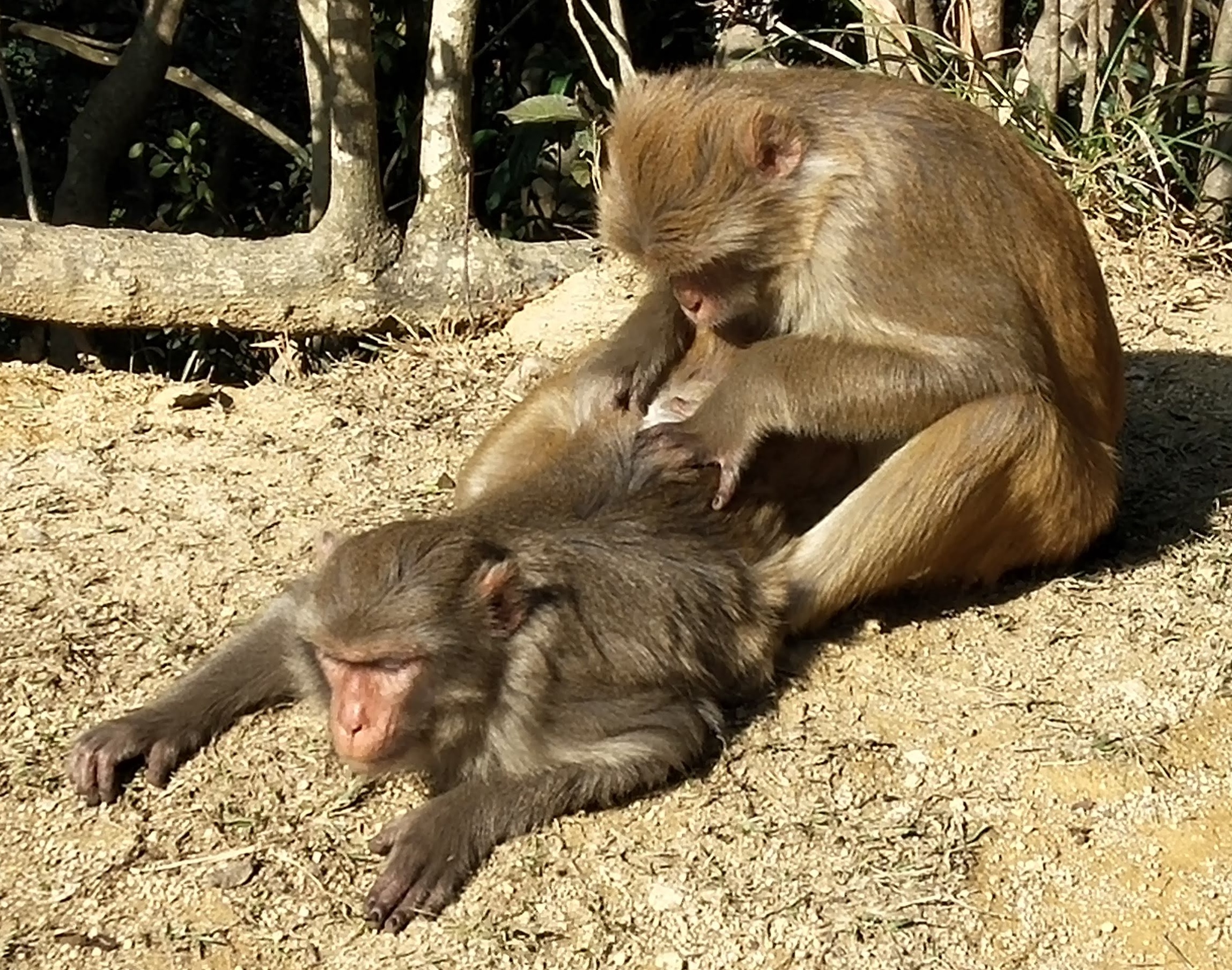 Monkey is cleaning the hair for his buddy