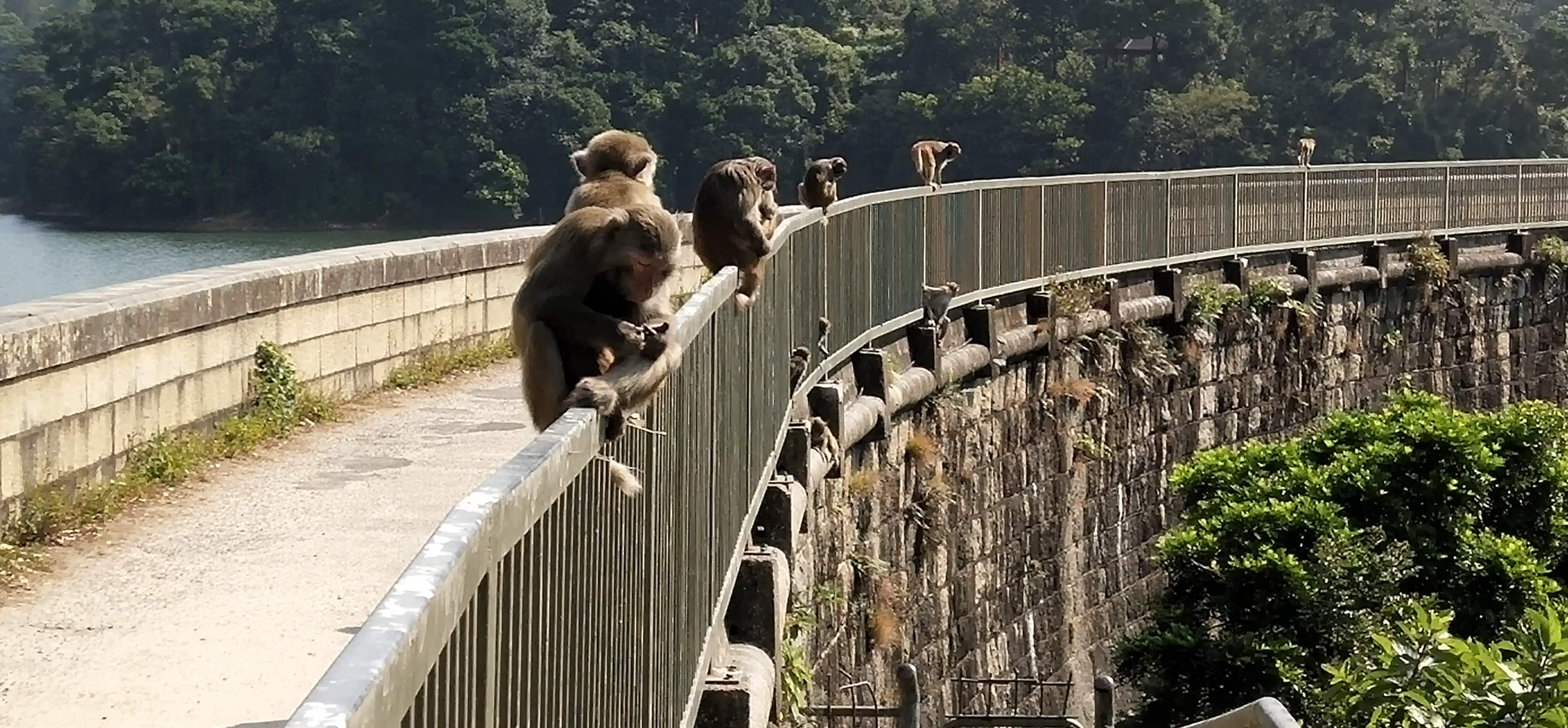reservoir dam, monkeys sitting