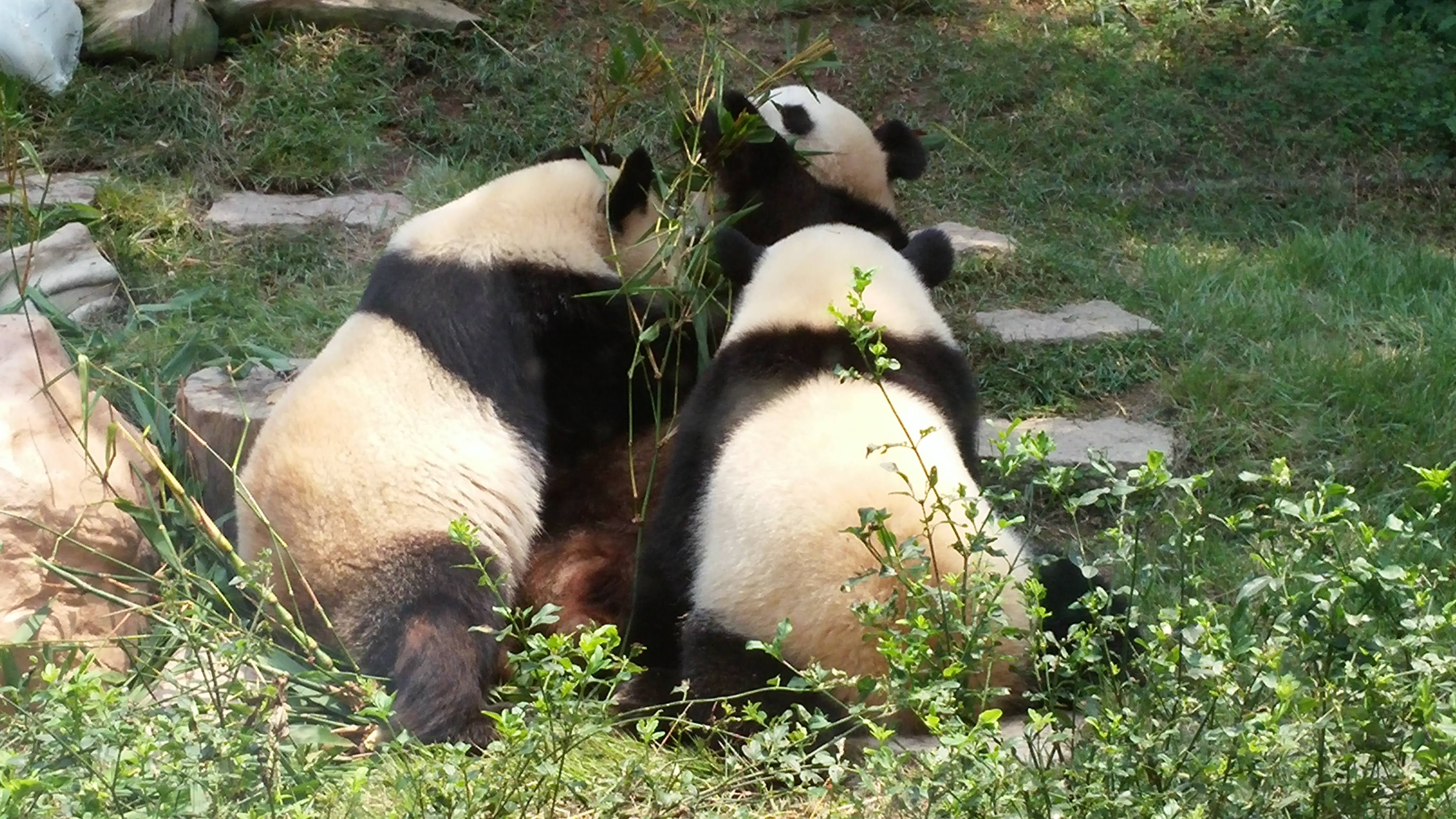 Pandas in Macau Panda Gallery