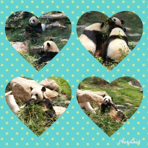 Photo collage for Macau pandas