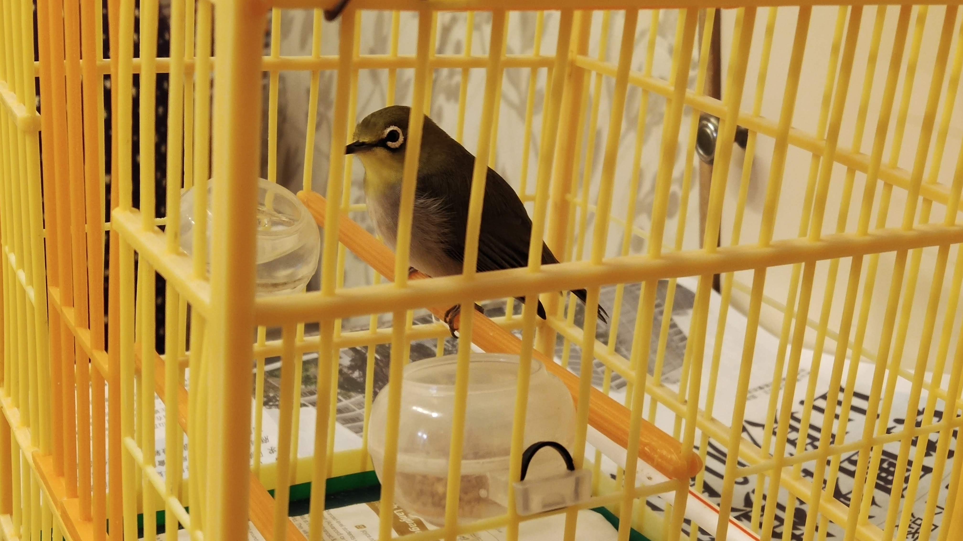 Birdie Emerald is Frank the tour guide's pet. It is living in the cage, not in the net.