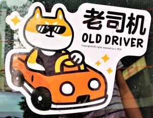 Cute cat as a driver
