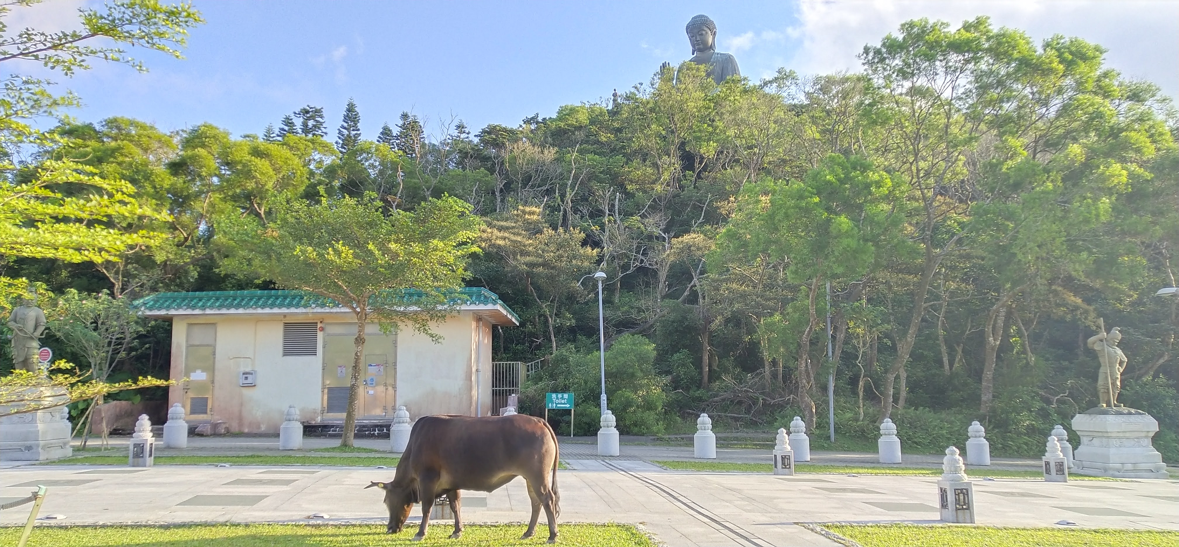 Cow is eating grass under the Big Buddha