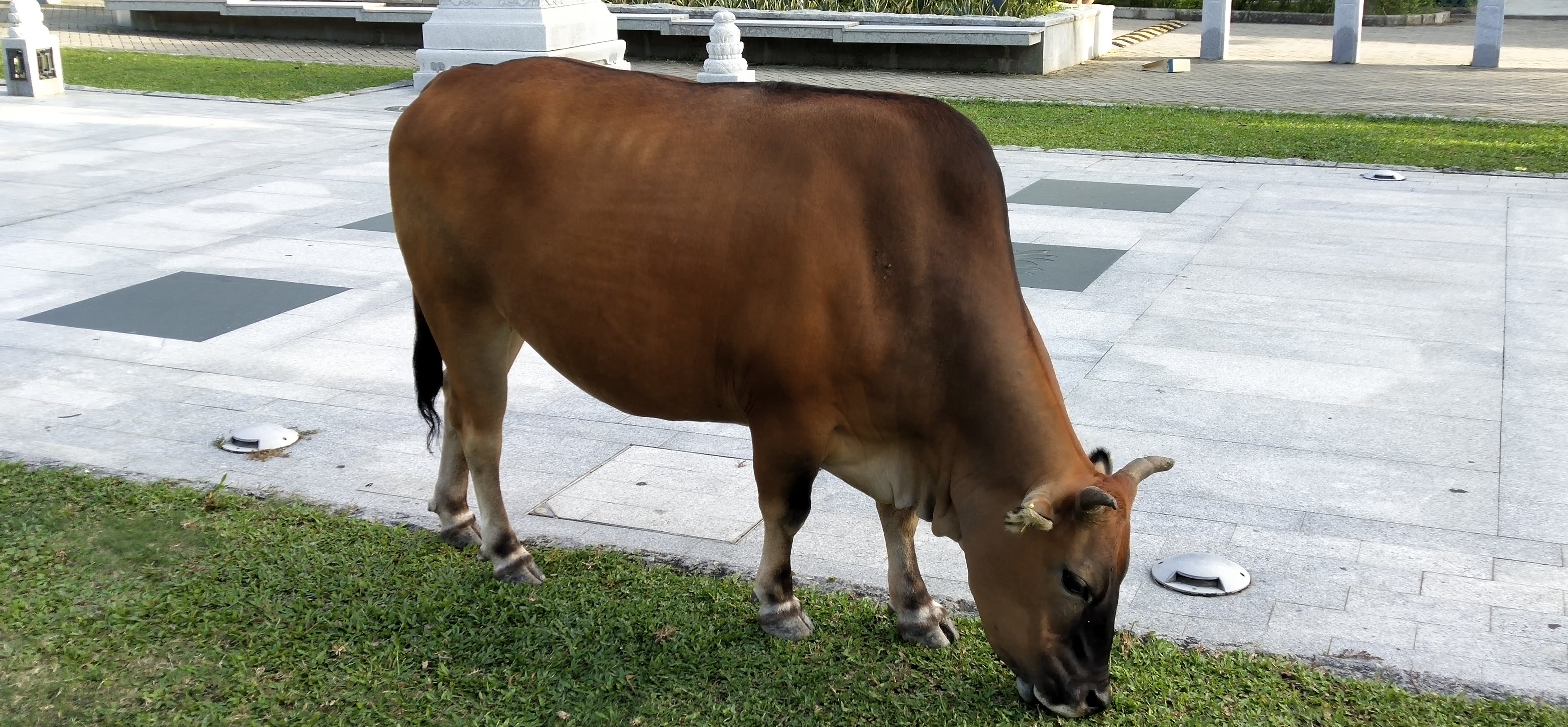 Cow is eating grass