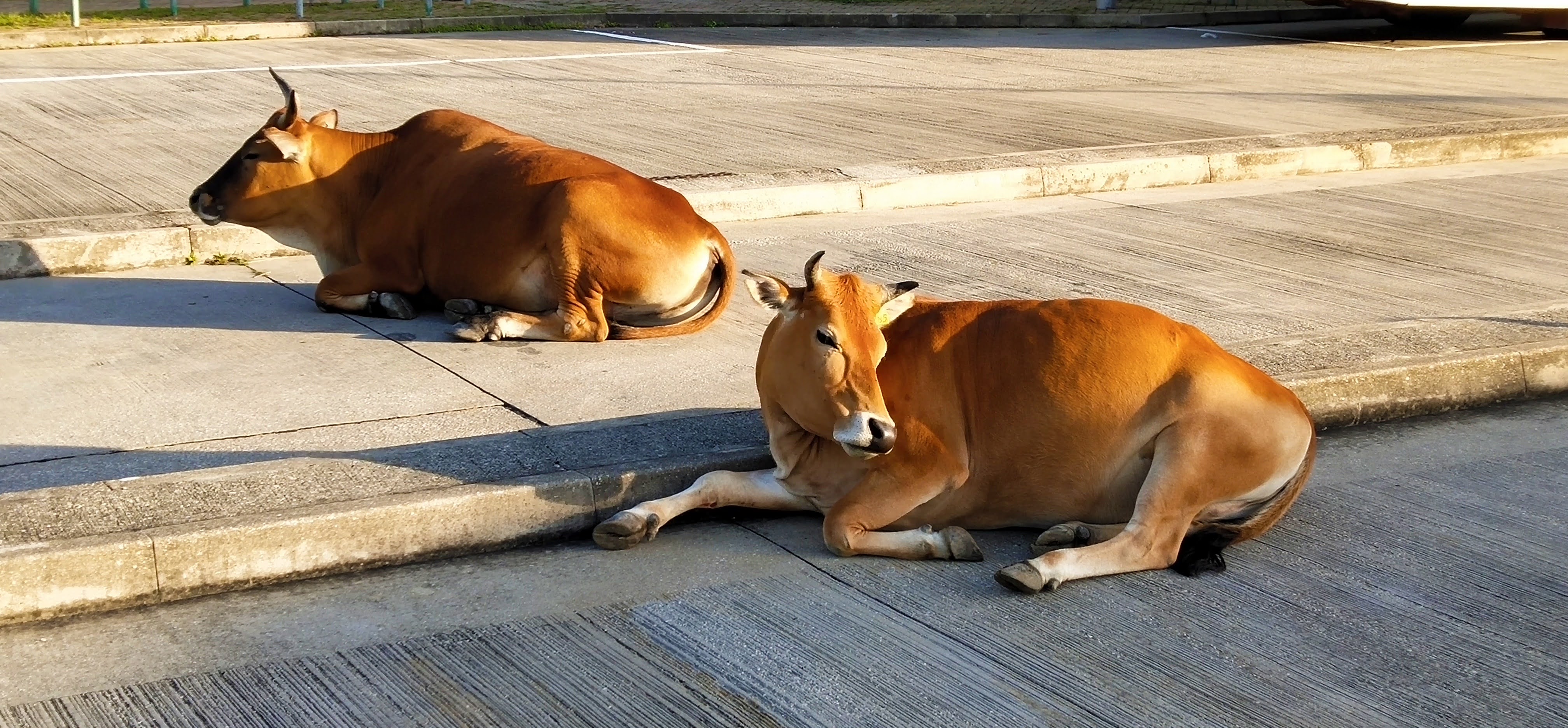Cows are enjoying sunbathing
