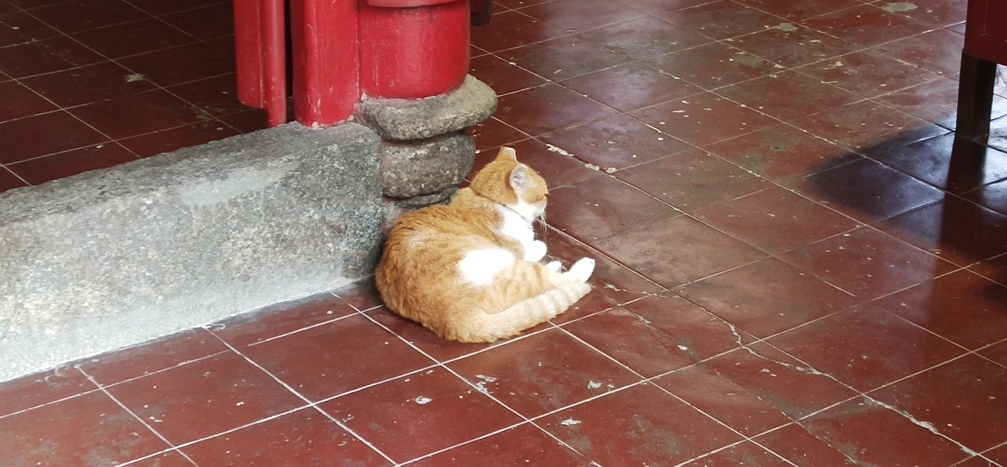 Famous and popular cat of Hung Shing Temple