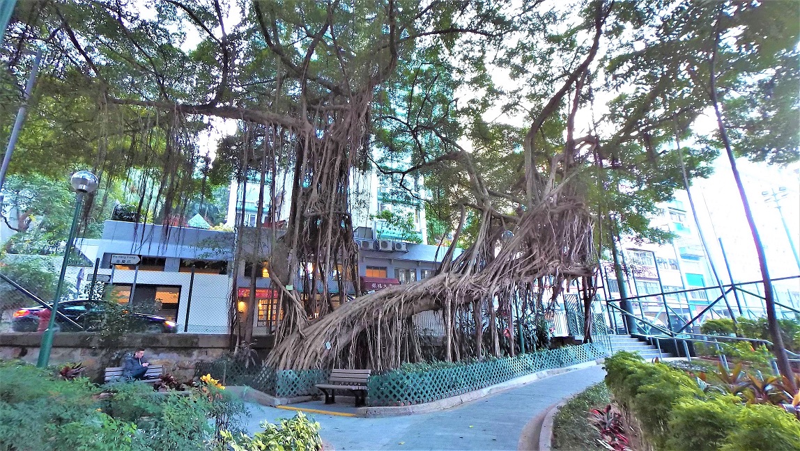 Old Chinese Banyan Tree in Blake Garden