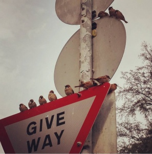Sparrows are taking rest at the top of the road sign