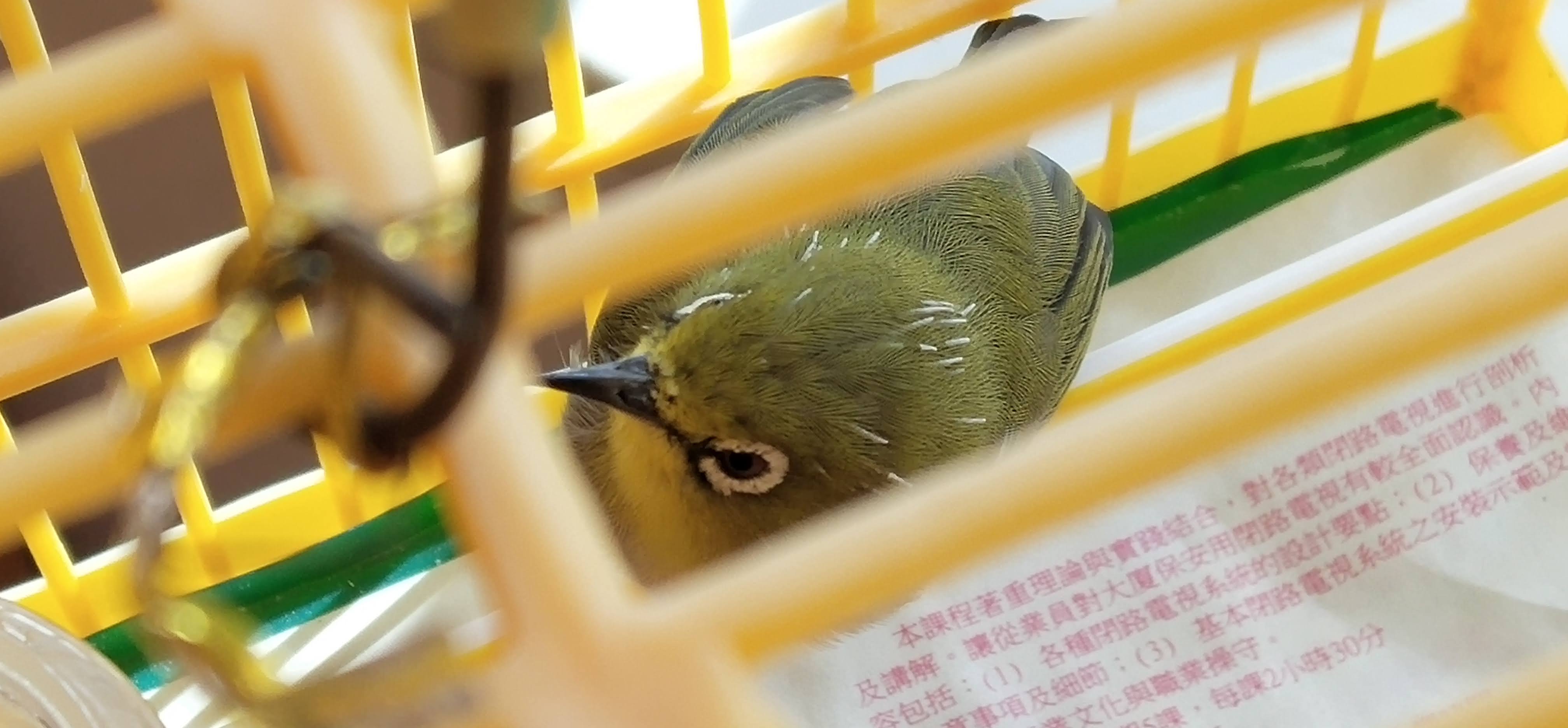 white hair on bird's head during molting