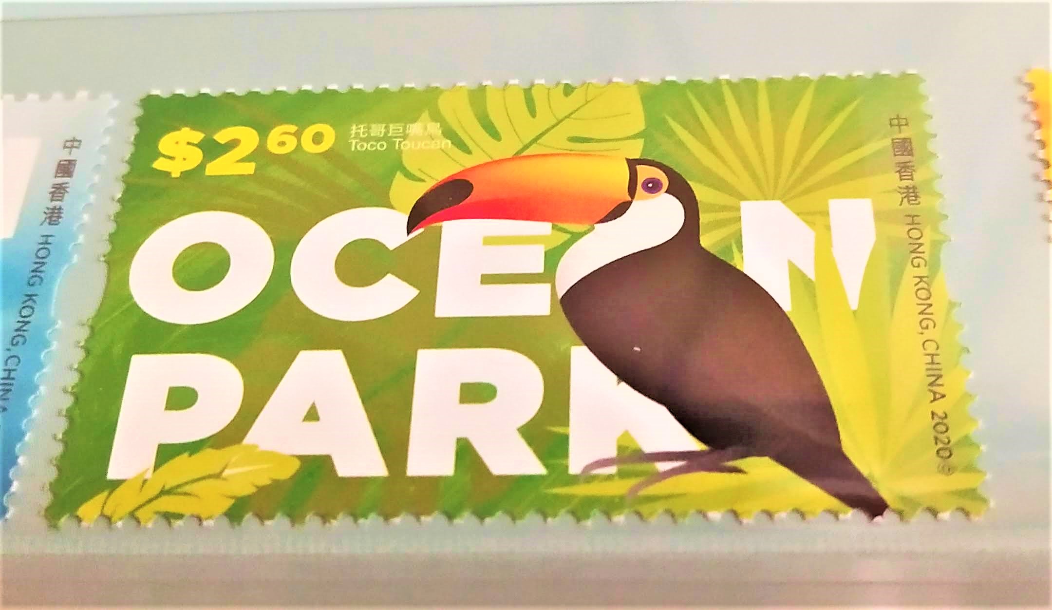 Toco Toucan