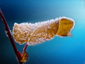 frosty yellow leaf