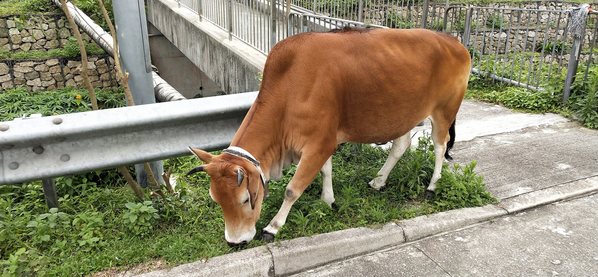 Ox at Ngong Ping