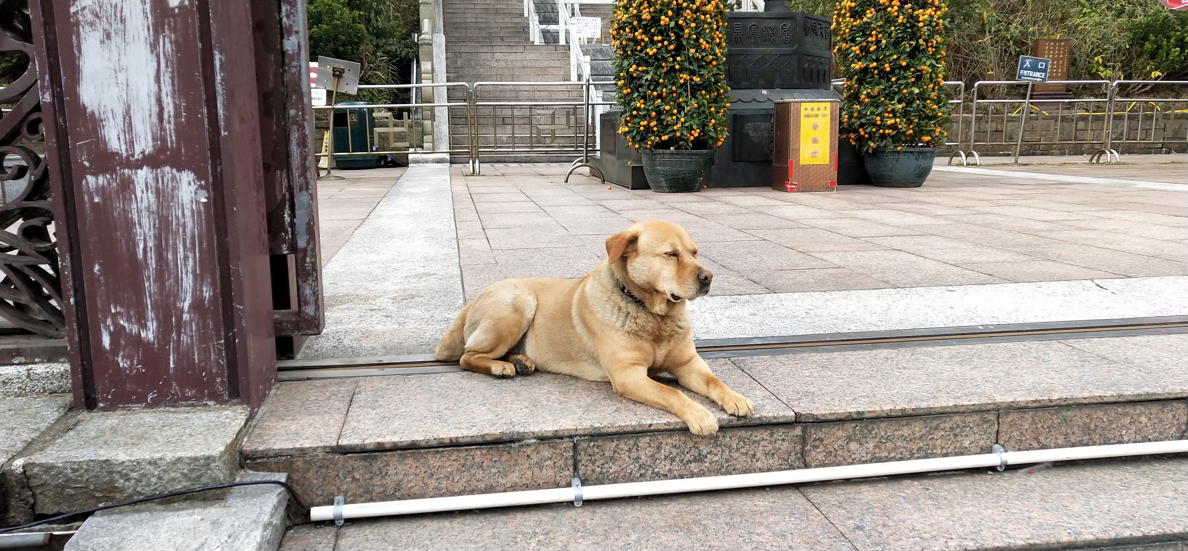 The cute dog is kept by the shopkeepers