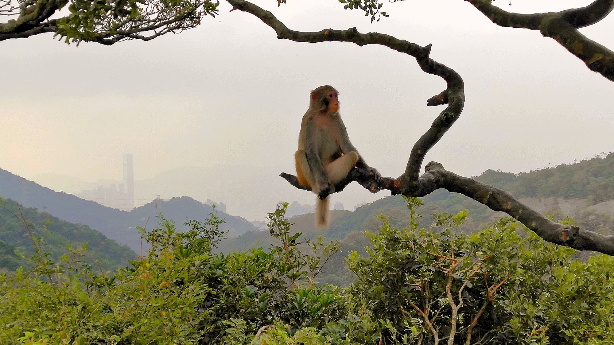 A lonely monkey and the ICC as the backdrop