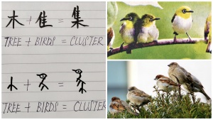 Chinese character for Cluster has an origin, a drawing showing cute birds flocking on a tree
