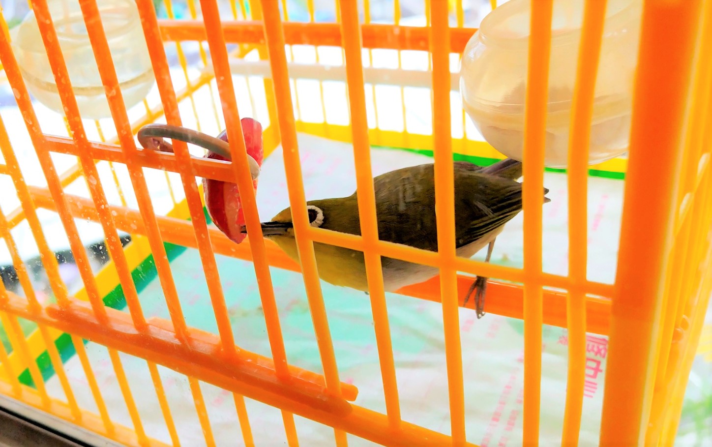 Frank the tour guide just keeps one bird at home. Although Birdie Emerald cannot lean on other bird, it still lean on the food container when it sleeps.