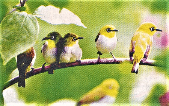 Japanese White Eyes Birds flocking on a tree 