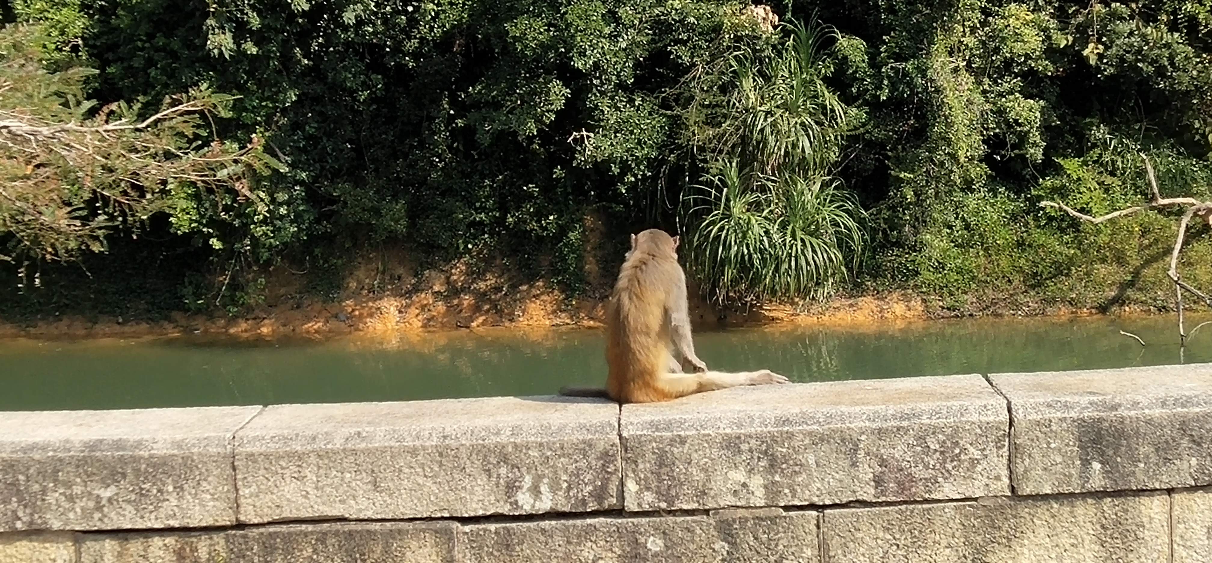 Monkeys get enough food to eat. They are no need to go fishing and to be fed.