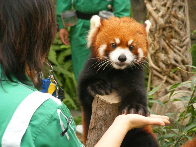 Red Panda in Ocean Park