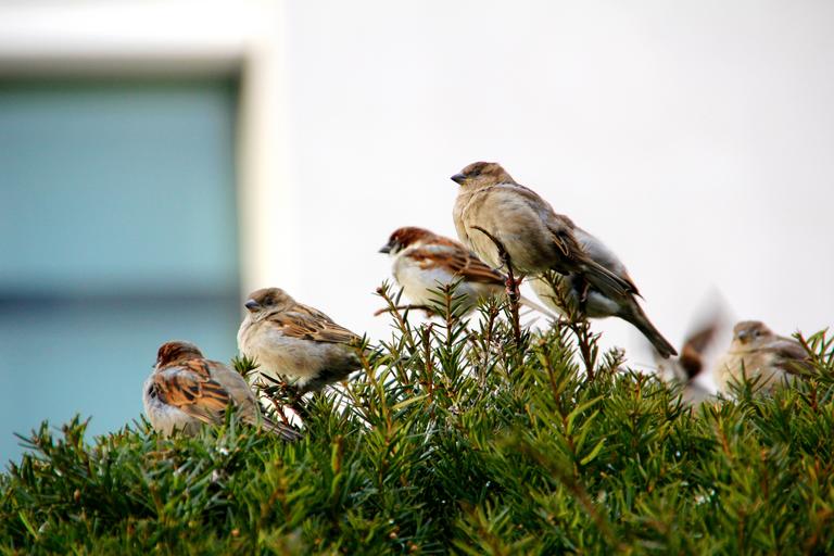 Sparrows flocking on a tree